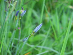 Sisyrinchium idahoense