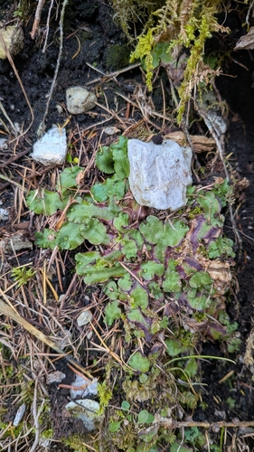Marchantia quadrata observed 2026-10-18