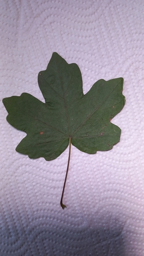 field maple