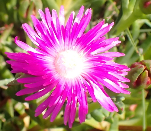 Lampranthus spectabilis observed 2026-10-16
