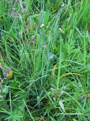 Sisyrinchium idahoense