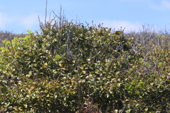 Ilex opaca opaca