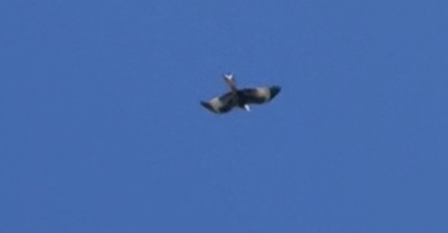 Red Kite