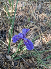 Iris hartwegii australis