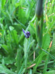 Sisyrinchium idahoense
