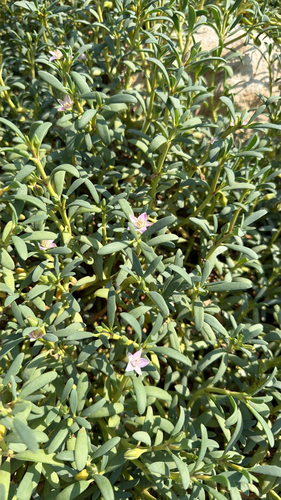 sea purslane