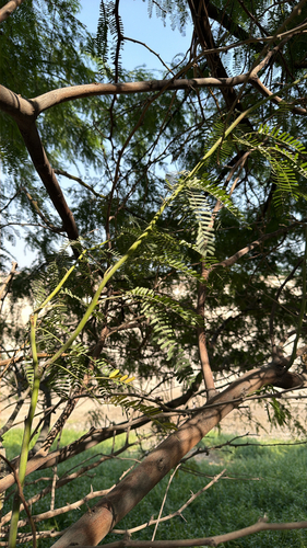 mesquite
