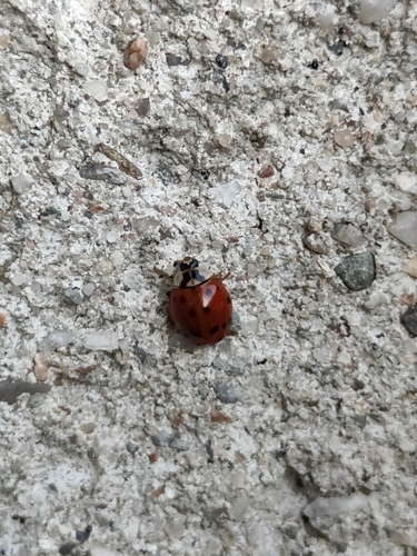 Asian Lady Beetle