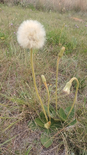 Piloselloides hirsuta observed 2026-10-18