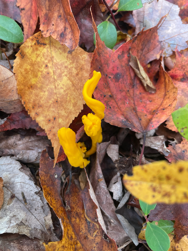 Irregular Earth Tongue