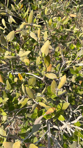 Grey Mangrove