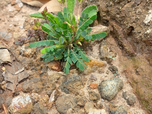 Biophytum umbraculum observed 2026-10-18