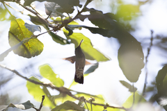 Saucerottia beryllina