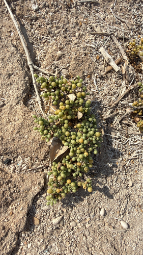 Zygophyllum qatarense