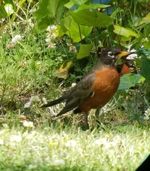 Turdus migratorius