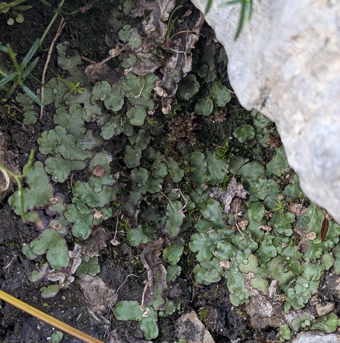 Marchantia quadrata observed 2026-10-18