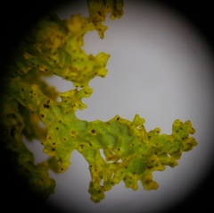 Vulpicida canadensis