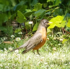 Turdus migratorius
