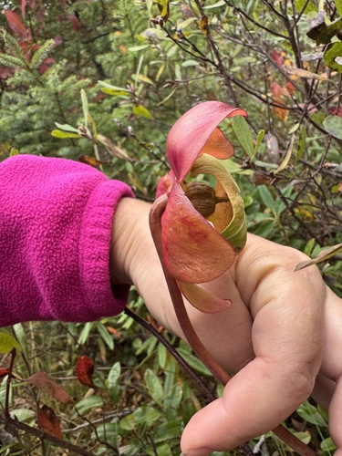 purple pitcher plant