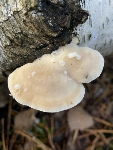 White Cheese Polypore