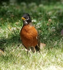 Turdus migratorius