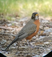 Turdus migratorius