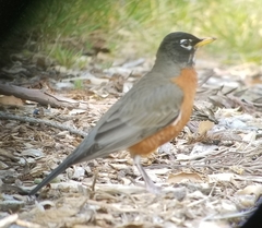 Turdus migratorius