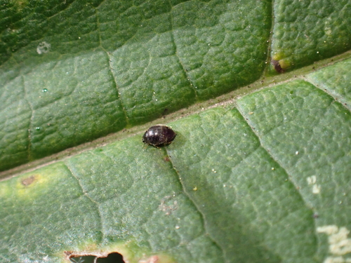 Stethorus pusillus