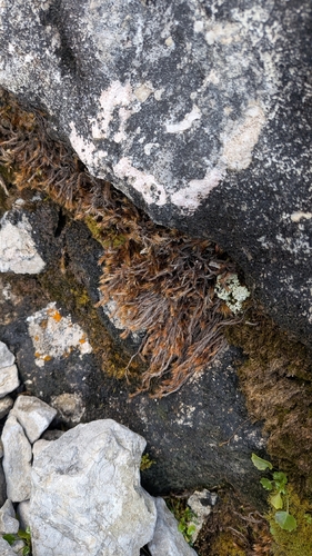 Orthothecium rufescens observed 2026-10-18