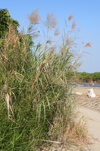 Phragmites karka observed 2026-10-17