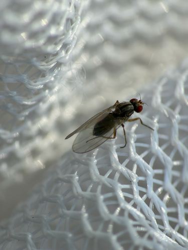 Scaptomyza pallida observed 2026-10-18