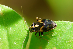 Cyphodema instabilis