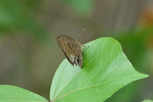 Arhopala