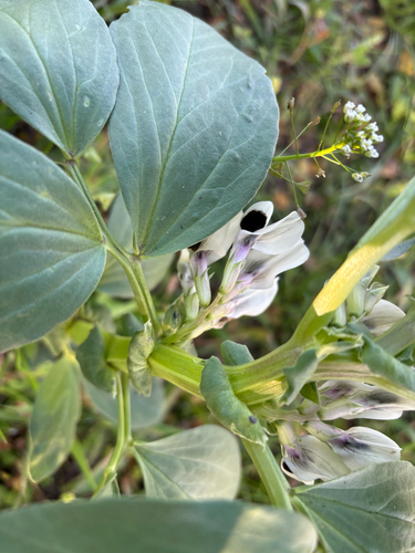 Pupa observed 2026-10-18