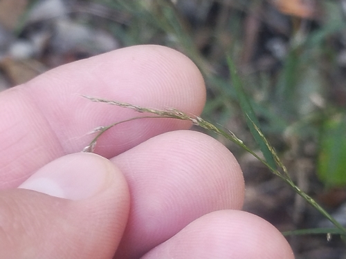 Muhlenbergia schreberi, 2026-10-18