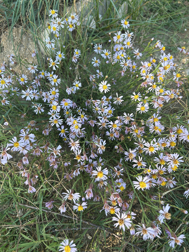 Sea Aster