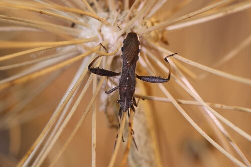 Camptopus lateralis