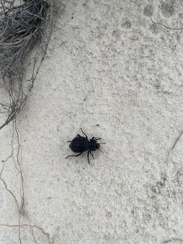 Philolithus sordidus