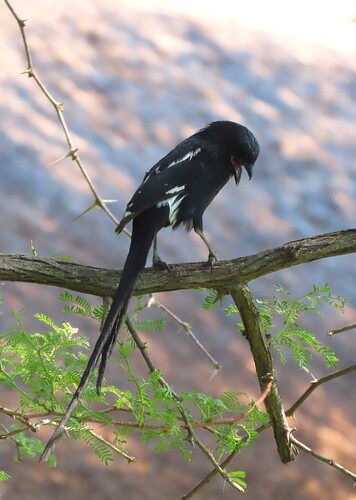 iNaturalist image