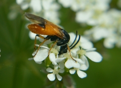 Arge cyanocrocea
