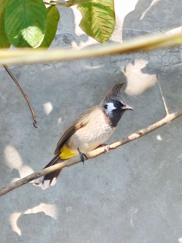 Pycnonotus leucogenys observed 2026-10-18