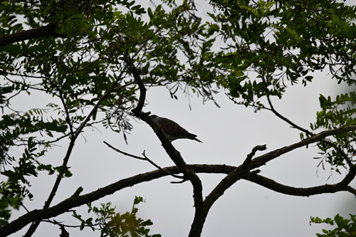 iNaturalist image