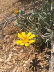 Tetraneuris argentea