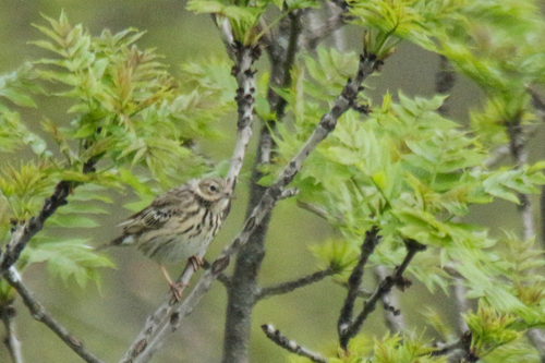 iNaturalist image