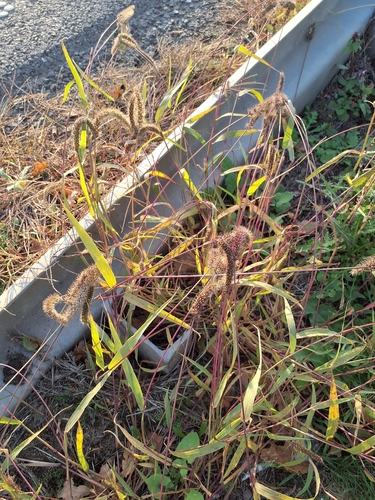 Setaria verticillata observed 2026-10-18