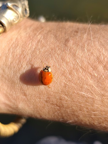 Asian Lady Beetle