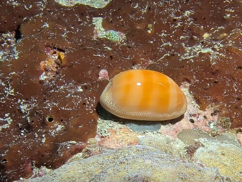 Cypraea carneola observed 2026-10-02
