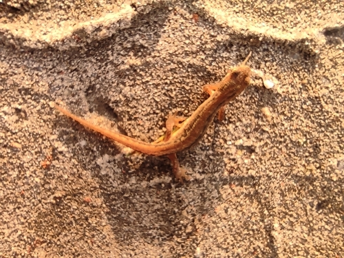 Smooth Newt