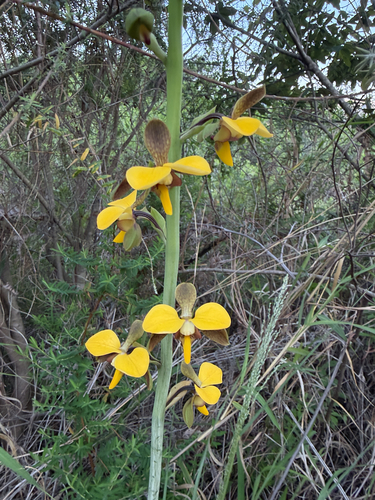 Eulophia streptopetala, 2026-10-18