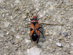 Lygaeus analis